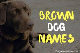 Black And Brown Dog Names Brown Dog Names 121 Perfect Unique Name Ideas For Your Pup In 2020 Brown Dog Names Dog Names Black Dog Names