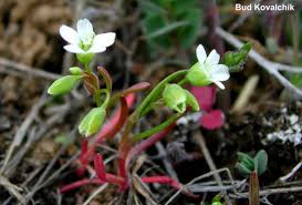 Image result for Montinia