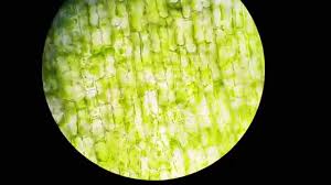 You can see the veins of it under 100x magnification! Elodea Cell 100x Shefalitayal
