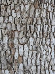 Image result for Combretum imberbe