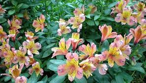 Cuidados Com A Planta Alstroemeria Lirio Peruano Ou Astromelia Noticias De Jardim