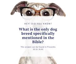 What Is The Only Dog Breed Specifically Mentioned In The Bible In 2020 Dog Breeds Bible Bible Facts