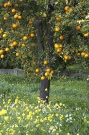 3 month tropical tree (for all fruit trees other than citrus or avocado) care kit. Oranges Citrus Trees Backyard Flowers Provence France