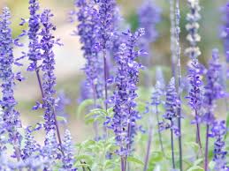 Image result for Salvia farinacea