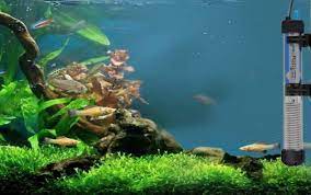 Top 5 Aquaponics Fish Tank Water Heaters Aquaponics For Beginners