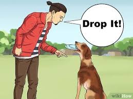 How to train your dog to fetch! How To Teach A Dog To Fetch 6 Steps With Pictures Wikihow