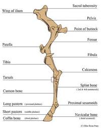 The limbs of the horse are structures made of dozens of bones, joints, muscles, tendons, and ligaments that support the weight of the equine body. Forever Horses Anatomy Of The Equine Hindleg Horse Anatomy Large Animal Vet Equine Vet Tech