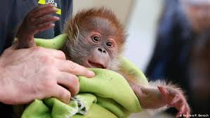 Baby birds can certainly tug at your heartstrings. The Cutest Additions To Germany S Zoos All Media Content Dw 15 02 2019