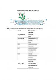 Grigore antipa cercetator al faunei apelor. Referat Metode De Epurare A Apelor Uzate Cu Ajutorul Plantelor 467617 Graduo