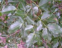 Image result for Brachystegia spiciformis