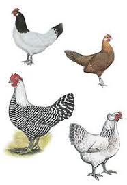 This is more likely a testament to the. Pin On Garden Stuff