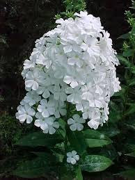Feb 05, 2021 · 15 best white flowers for your garden 1 sweet alyssum. Perennials For Season Long Bloom