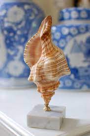 Mullai nagar, patchaiyankuppam, cuddalore ,52,bharathidasan street, mullai nagar,,pachiyankuppam, cuddalore port shell & conch shell craft workask price. Reserved For Tony Seashell Objet Conch Shell Display Etsy Shell Display Conch Shell Sea Shells