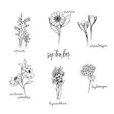Bullet Journal Drawing Idea September Flower Drawings Erica Drawing Zinnia Drawing Sternbergia Drawi September Flowers Flower Drawing Aster Flower Tattoos