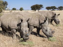 La Coupe De La Corne D Un Rhinoceros Expliquee Par Une Veterinaire Sciences Et Avenir Ecrivez avec des crayons mignons et originaux ! la coupe de la corne d un rhinoceros