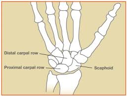 Image result for Scaphoid Bone