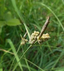 Image result for Carex steudneri