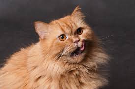 Can cats eat nuts like almonds or nuts? Can Cats Eat Peanut Butter Do They Like It