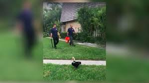 Maybe you would like to learn more about one of these? Florida Community Furious About Eliminating Nuisance Ducks With Guns News Panama City News Herald Panama City Fl