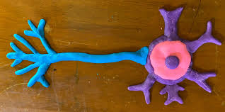 Maybe you would like to learn more about one of these? Motor Neurons Part 1 Build A Neuron With Playdough Science Fest