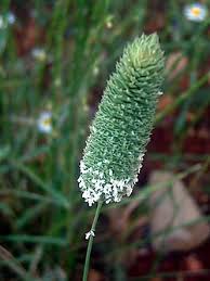 Image result for Phalaris