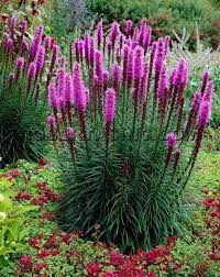 Blazing Star Liatris Perennial Great Plant Self Seeds Colorful Landscaping Plants Planting Flowers
