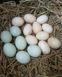 Kami adalah supplier telur ayam yogya dengan skala besar, siap menyuplai telur ayam dengan kualitas dan penyimpanan. Telur Ayam Fertil Pakhoy X Vietnam Endog Hijau Bukalapak Com Inkuiri Com