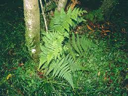 Image result for Hypolepis