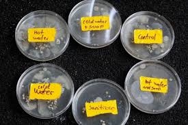Hand Washing Science Experiment 6th Grade Science Projects Science Experiments Science