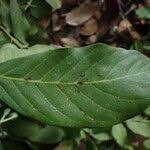 Image result for Berlinia grandiflora