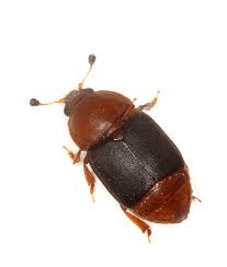 Image result for Carpodiptera