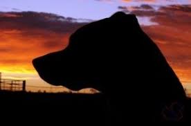 Maybe you would like to learn more about one of these? Parkside Animal Health Center Pet Euthanasia Services Parkside Animal Health Center