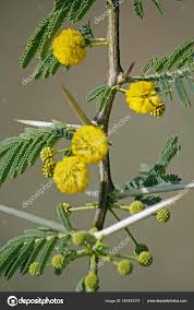 Image result for Acacia nilotica