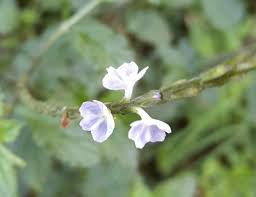Image result for Stachytarpheta cayennensis