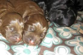 Check spelling or type a new query. Labradoodle Puppies For Sale In Lakeville Indiana Classified Americanlisted Com