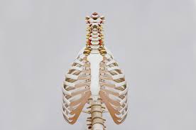 Gebraucht günstig kaufen & sparen. Bewegung Ist Leben Praxis Fur Osteopathie Brigitta Kusenbach