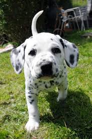 Can't get enough of waggy tails, floppy ears, and puppy dog eyes? And Finally This Spotted Trotter Who Is Definitely Way Too Cute To Handle Puppies Dalmation Puppy Cute Animals