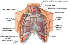 I'll be your first friend! and with that, somehow i, the awkward leaf su, became best friends with the most popular kid in school! Anatomy Of The Thoracic Wall Pulmonary Cavities And Mediastinum Springerlink