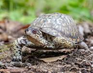 Townsend Park: Wildlife in the Park!