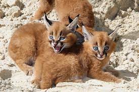 The caracal, also known as the desert lynx, is a wild cat that is widely distributed across africa, central asia and southwest asia into india. Meet Zoo Berlin S Blue Eyed Baby Caracal Quadruplets Zooborns