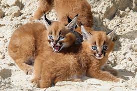 North african populations are disappearing, but caracals are still abundant in other african regions. Meet Zoo Berlin S Blue Eyed Baby Caracal Quadruplets Zooborns
