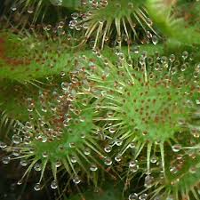 Image result for Drosera