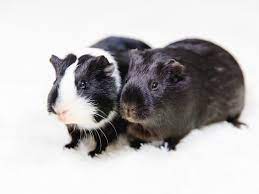 Can A Guinea Pig Get Lice Causes Treatment Prevention