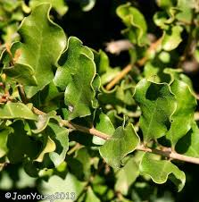 Image result for Euclea