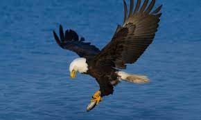 Most passerines, doves, woodpeckers, and game birds have wings that taper down more or less to a point at their outer tip. Bird Wings What S On A Wing Wilderness Awareness School