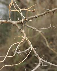 Image result for Acacia davyi