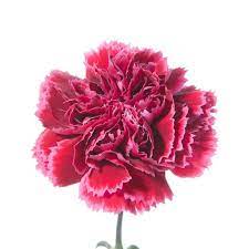 January S Birth Flower The Carnation Comes In Several Different Birth Flowers January Birth Flowers Birth Month Flowers