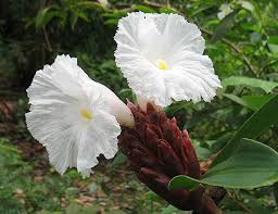 Image result for Costus