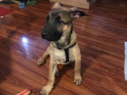 Both the american pitbull terriers and german shepherd dogs share the stigma of aggression and violence. 3 Months Old German Shepherd Pitbull Mix Aww
