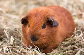 Epingle Sur Animaux Chiens Maladies